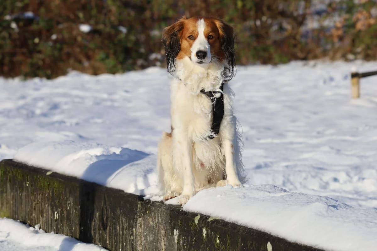 Toverachtige Tommie, male 4yo mixed breed for adoption at Dierenopvangcentrum Breda, Breda