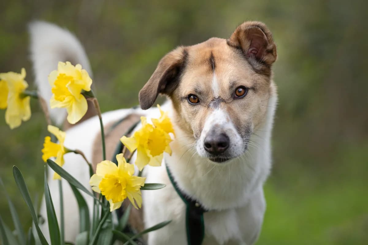 Jolige Joey, male 4yo mixed breed for adoption at Dierenopvangcentrum Breda, Breda