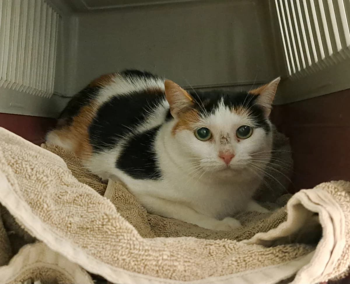 Sky,  puppy mixed breed for adoption at Dierenopvangcentrum Breda, Breda