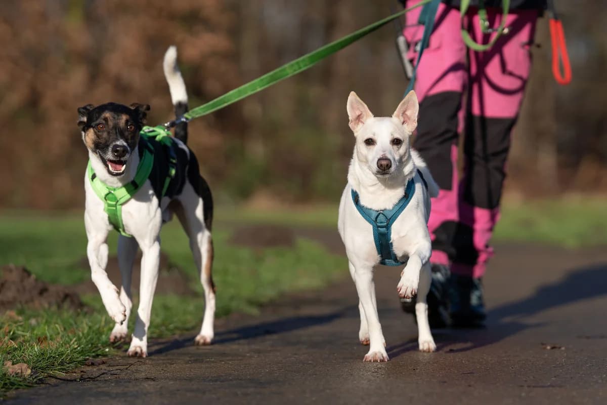 Coole Chevy 31171 & Chique Chanel, male 5yo Mixed Breed for adoption at Dierenopvangcentrum Breda, Breda