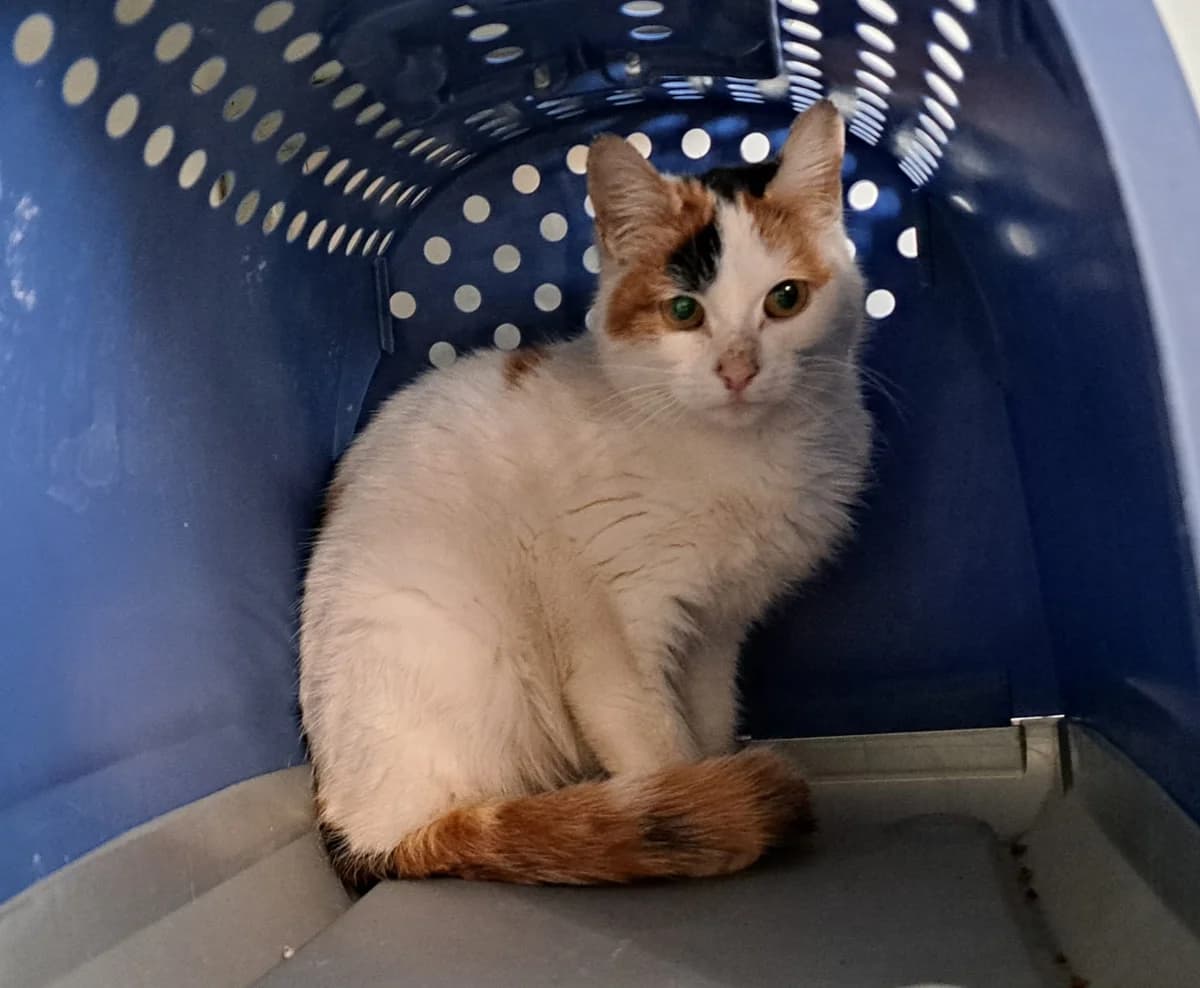 Daisy,  3yo Old English Sheepdog for adoption at Dierenopvangcentrum Breda, Breda