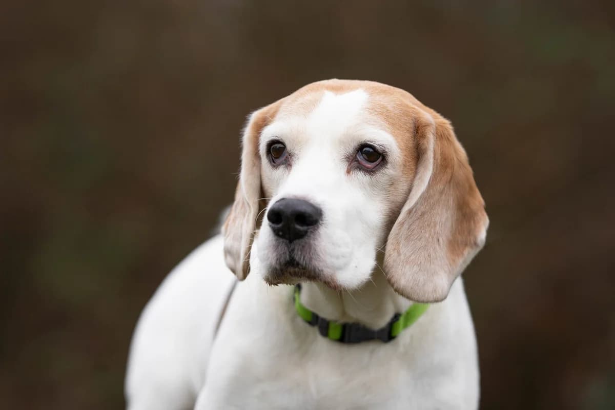 Barmhartige Bink, male 5yo mixed breed for adoption at Dierenopvangcentrum Breda, Breda