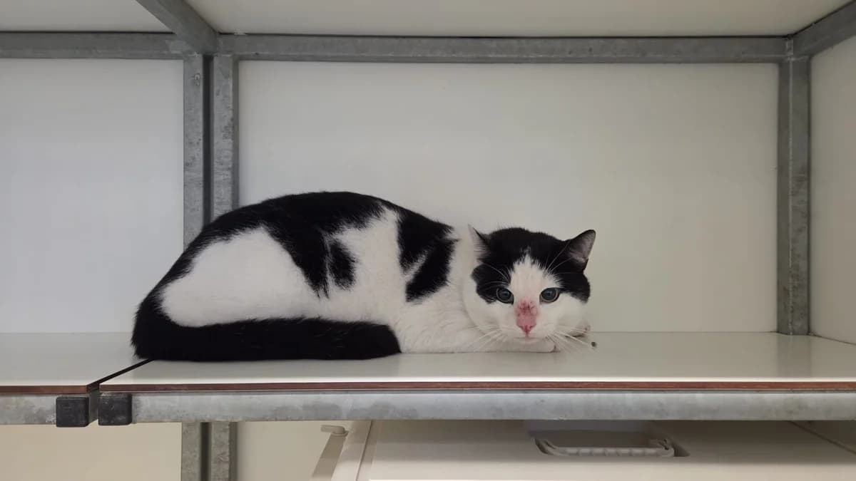 Dirk, male young mixed breed for adoption at Dierenopvangcentrum Breda, Breda