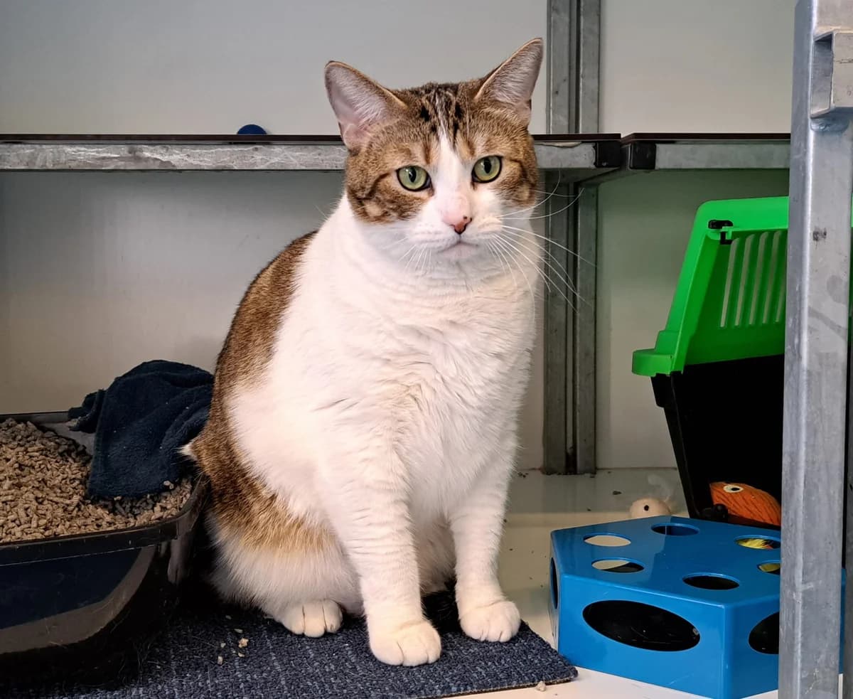 Diesel, male 4yo Mixed Breed for adoption at Dierenopvangcentrum Breda, Breda