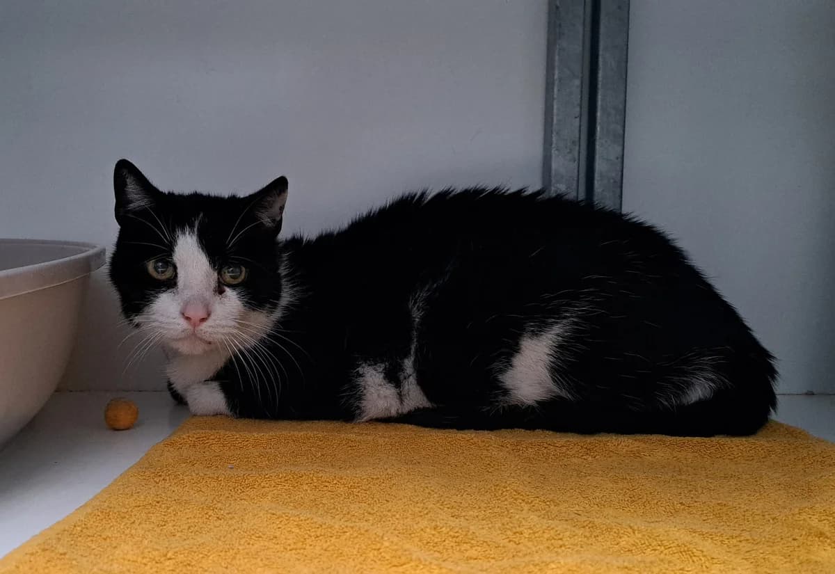 Freddie, male senior Mixed Breed for adoption at Dierenopvangcentrum Breda, Breda