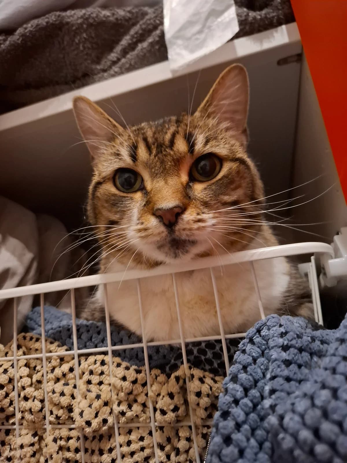 Floortje,  mixed breed for adoption at Dierenopvangcentrum Breda, Breda