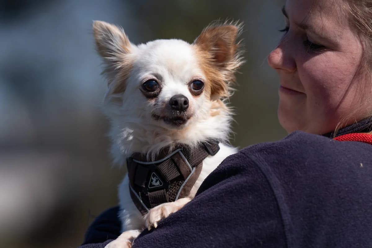 Bescheiden Baloe, male senior Chihuahua for adoption at Dierenopvangcentrum Breda, Breda