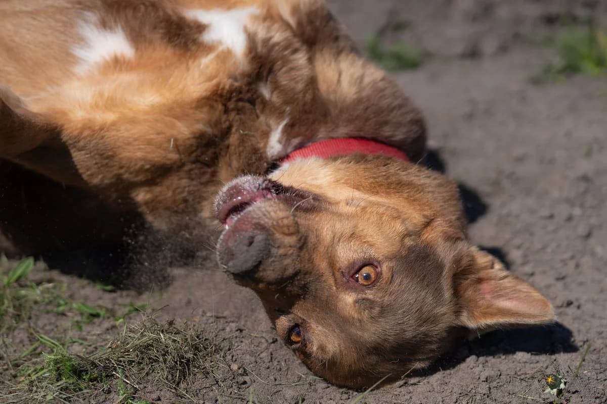 Beautiful Barney, male senior mixed breed for adoption at Dierenopvangcentrum Breda, Breda