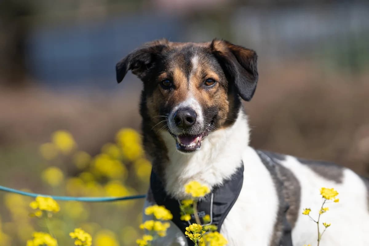 Toffe Teun, male 5yo mixed breed for adoption at Dierenopvangcentrum Breda, Breda