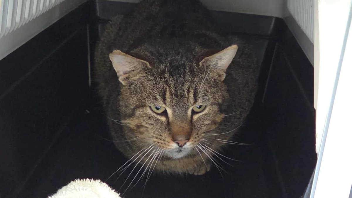 Rex, male 5yo Mixed Breed for adoption at Dierenopvangcentrum Breda, Breda