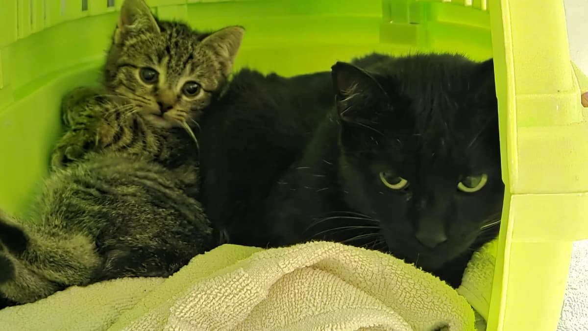 Wayo,  5yo Mixed Breed for adoption at Dierenopvangcentrum Breda, Breda