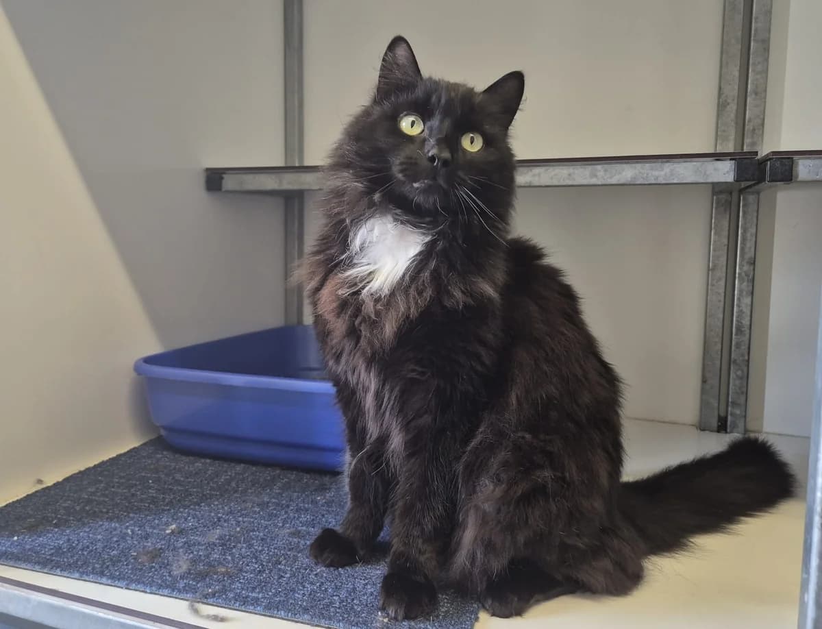 Jules, male Mixed Breed for adoption at Dierenopvangcentrum Breda, Breda