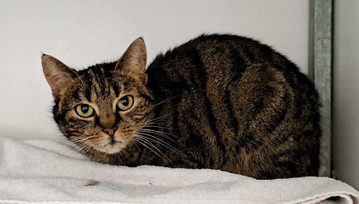 Cissi, female Mixed Breed for adoption at Dierenopvangcentrum Breda, Breda