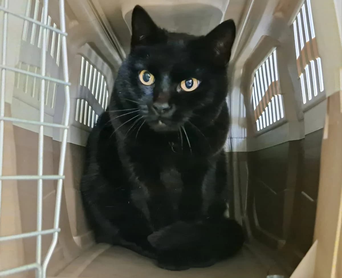 Marie,  senior mixed breed for adoption at Dierenopvangcentrum Breda, Breda