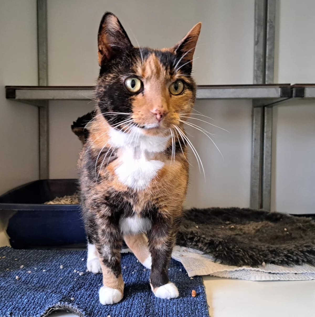 Lilo 31633 en Pepper, male 5yo Mixed Breed for adoption at Dierenopvangcentrum Breda, Breda