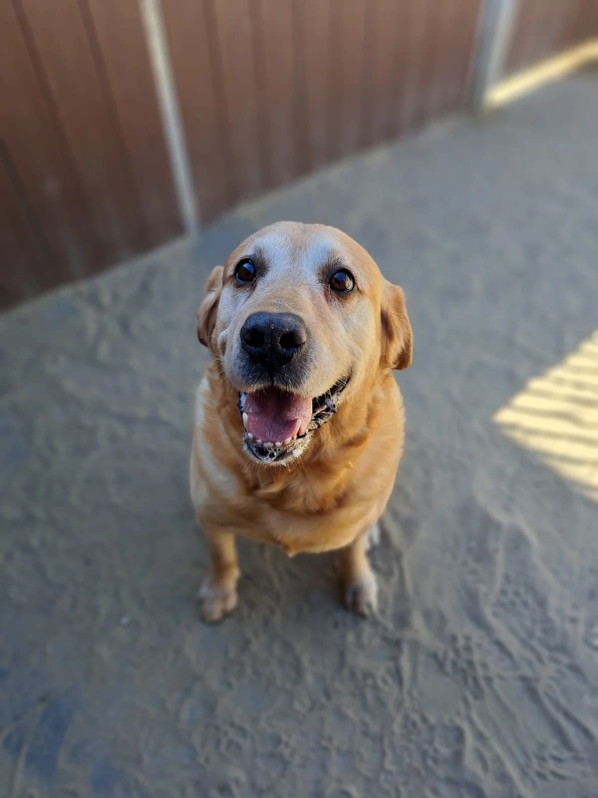 Knappe Kenzo, male Mixed Breed for adoption at Dierenopvangcentrum Breda, Breda
