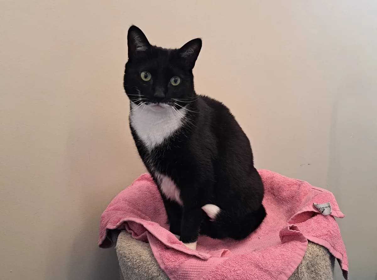 Neko 31613 en Piepje,  4yo mixed breed for adoption at Dierenopvangcentrum Breda, Breda