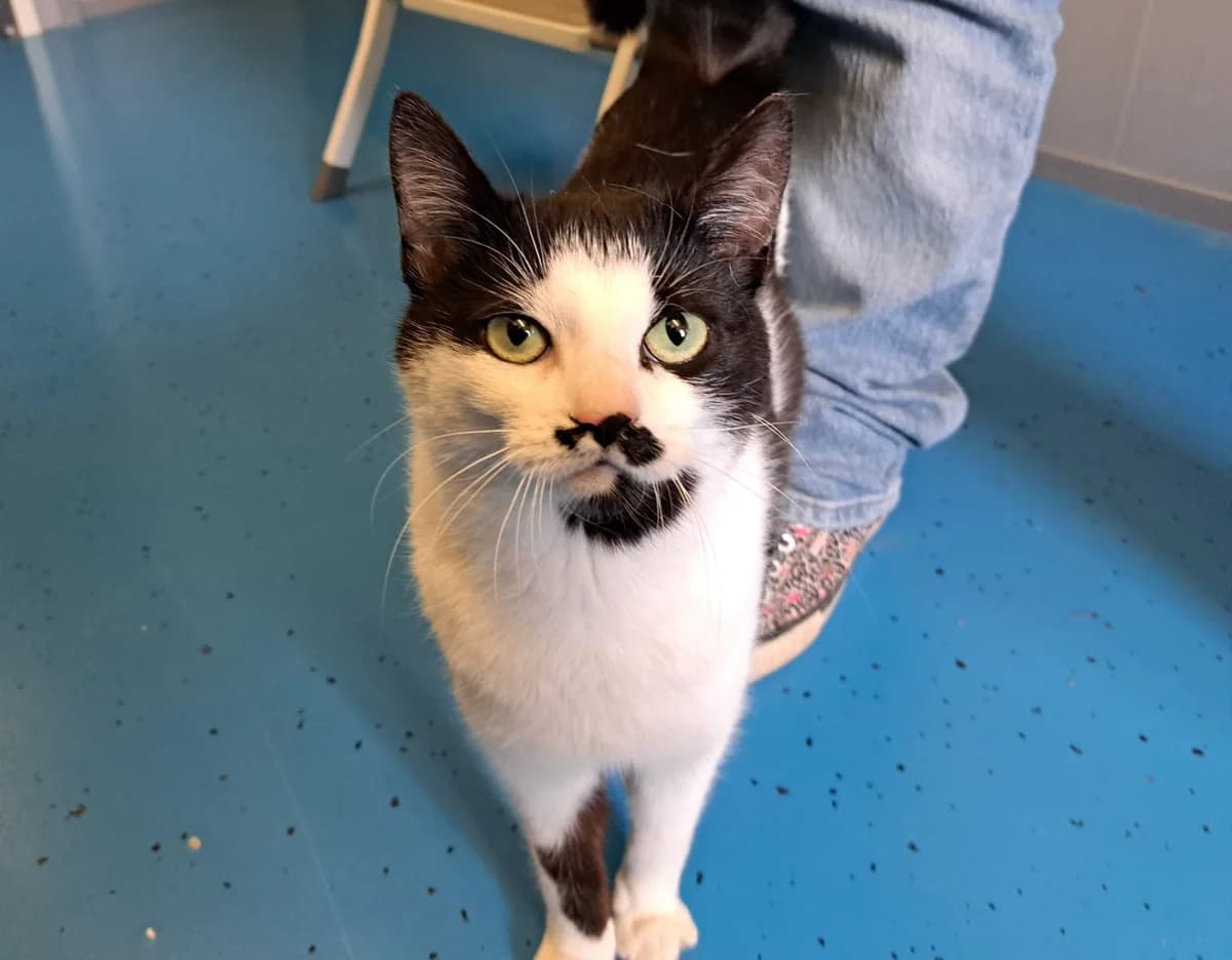 Moeschi,  young mixed breed for adoption at Dierenopvangcentrum Breda, Breda