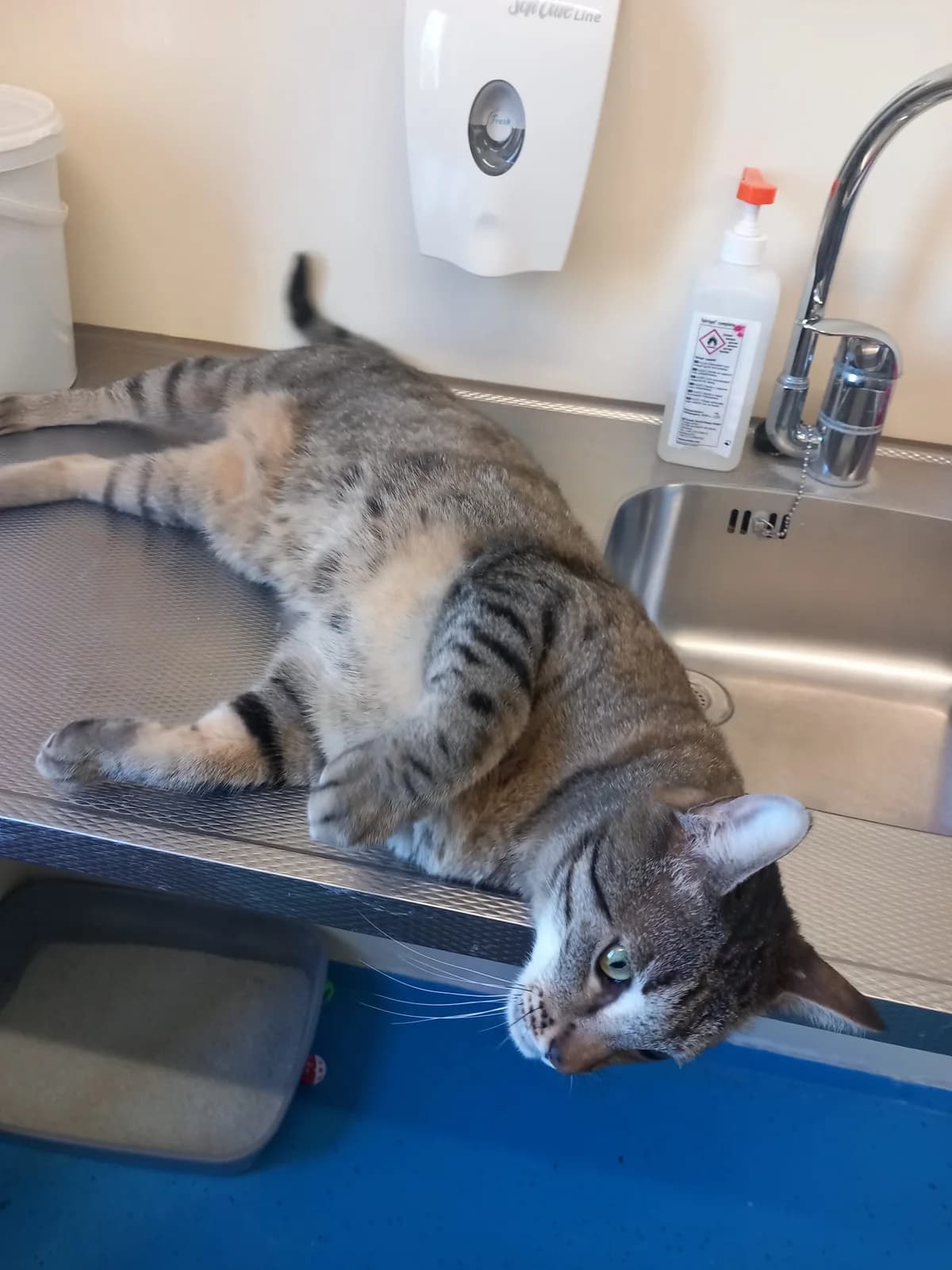 Dodge, male 5yo mixed breed for adoption at Dierenopvangcentrum Breda, Breda