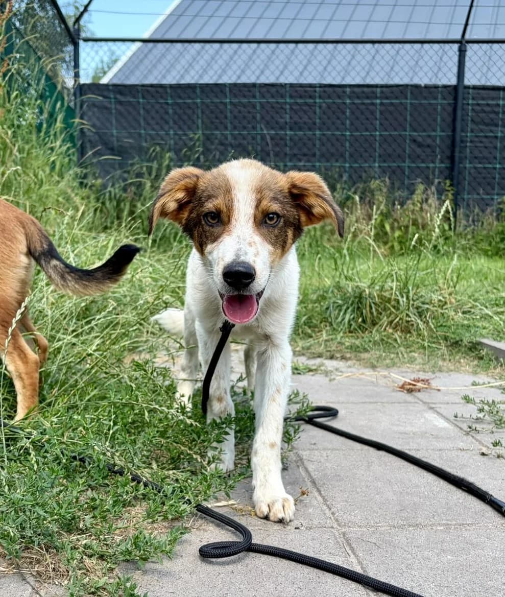 Ronny, male puppy Mixed Breed for adoption at DOC Oldenzaal