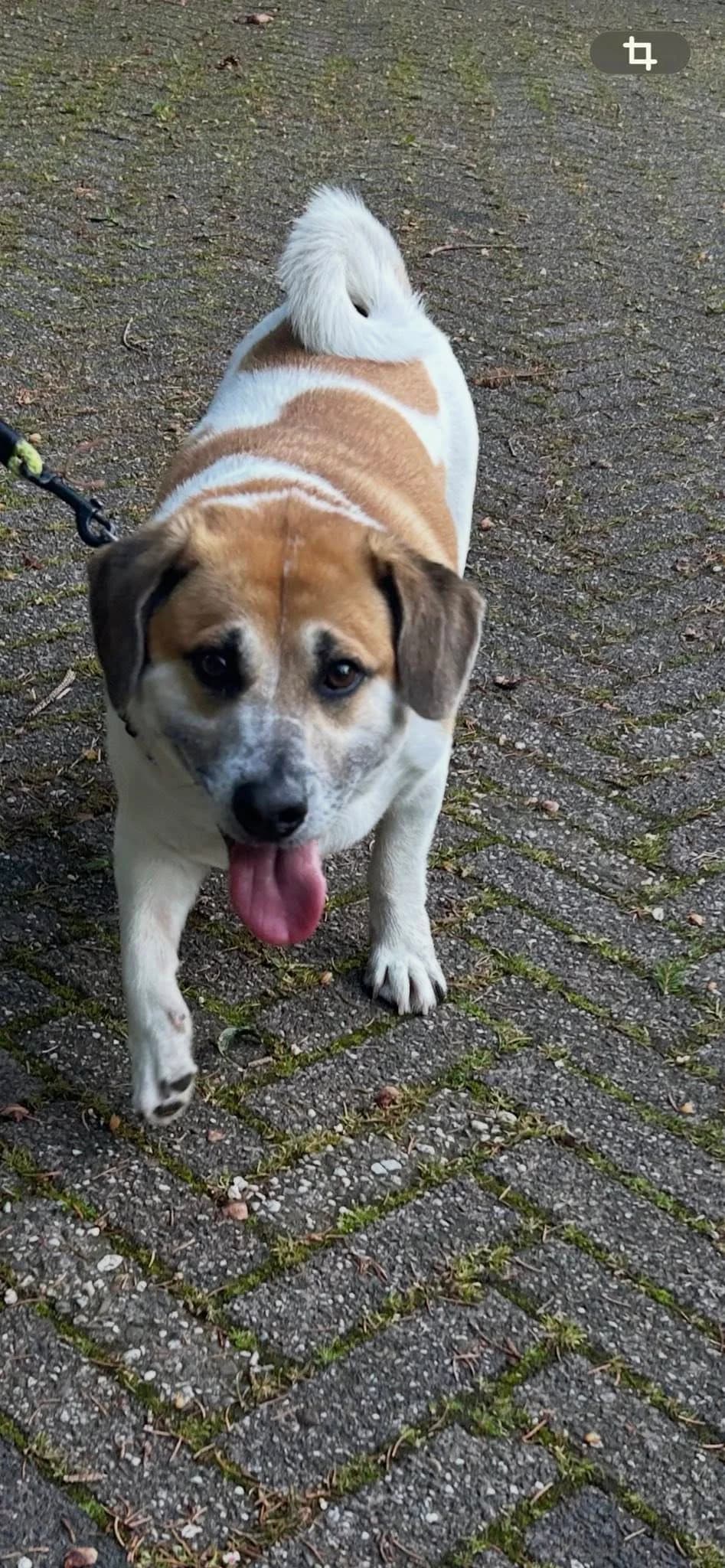 Boedy,  3yo Mixed Breed for adoption at DOC Oldenzaal