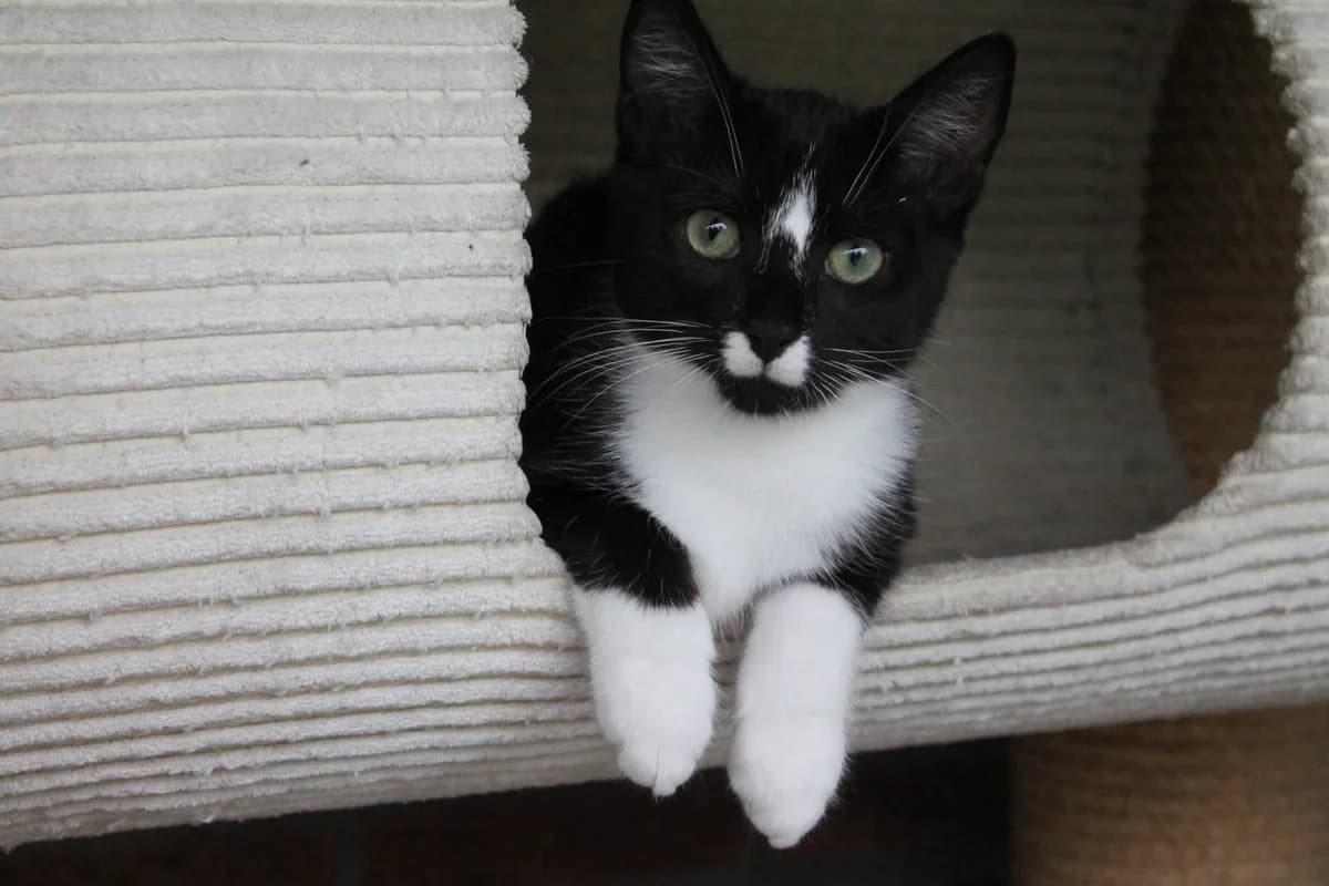 Dolfje, male Mixed Breed for adoption at DOC Oldenzaal