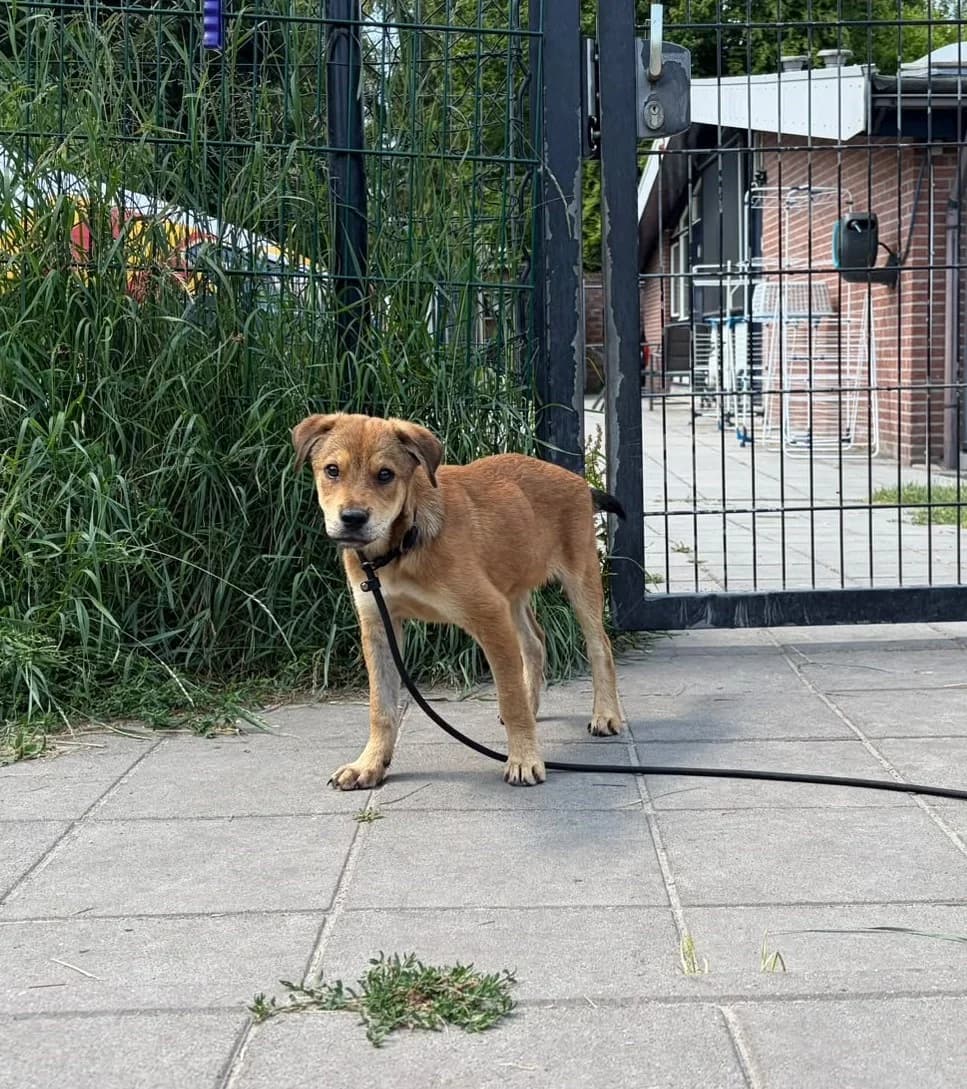 Fabio, male puppy Mixed Breed for adoption at DOC Oldenzaal