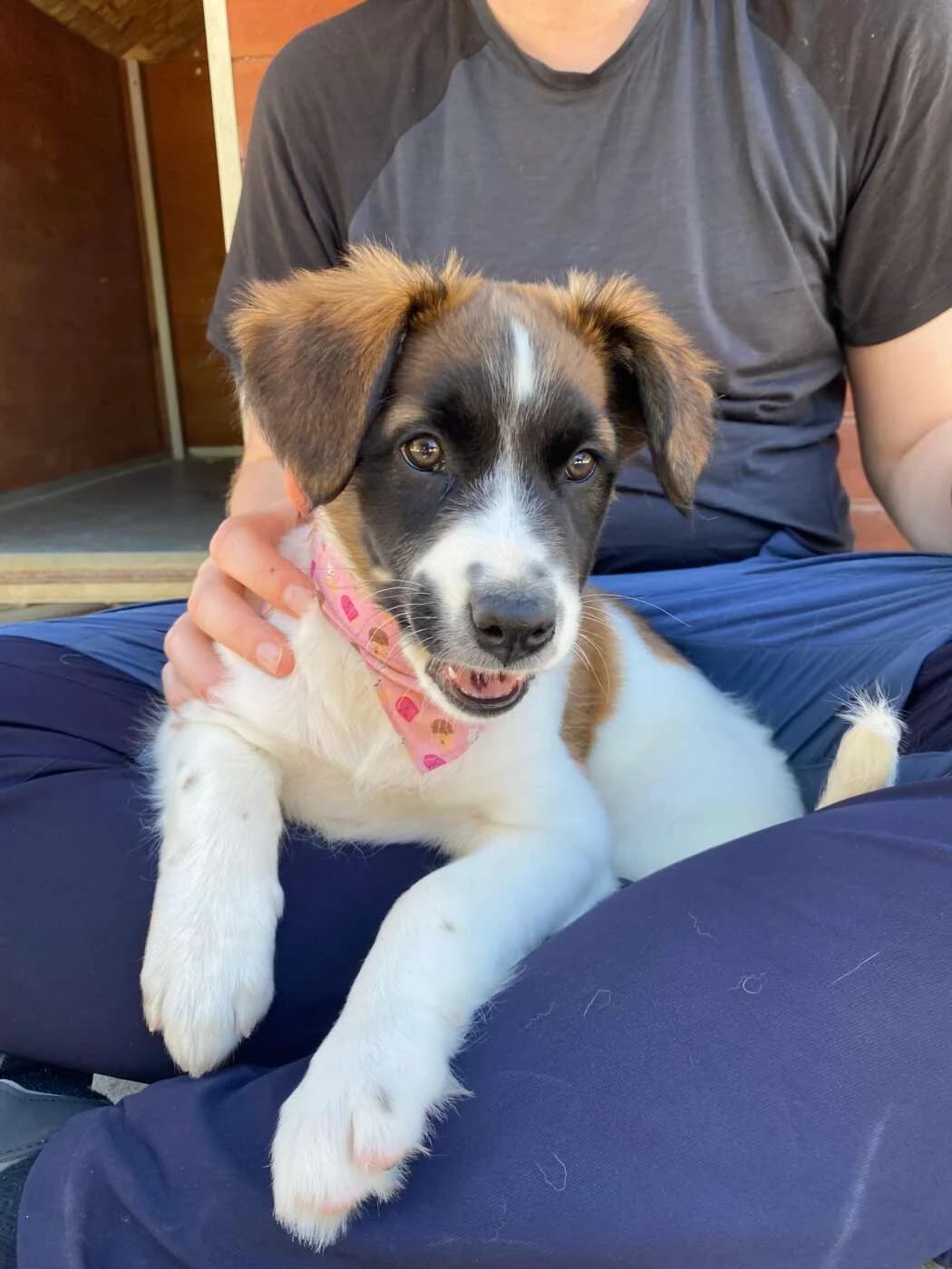 Finja,  puppy Mixed Breed for adoption at DOC Oldenzaal