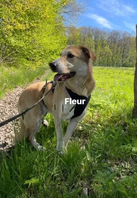 Fleur, senior Mixed Breed for adoption at DOC Oldenzaal