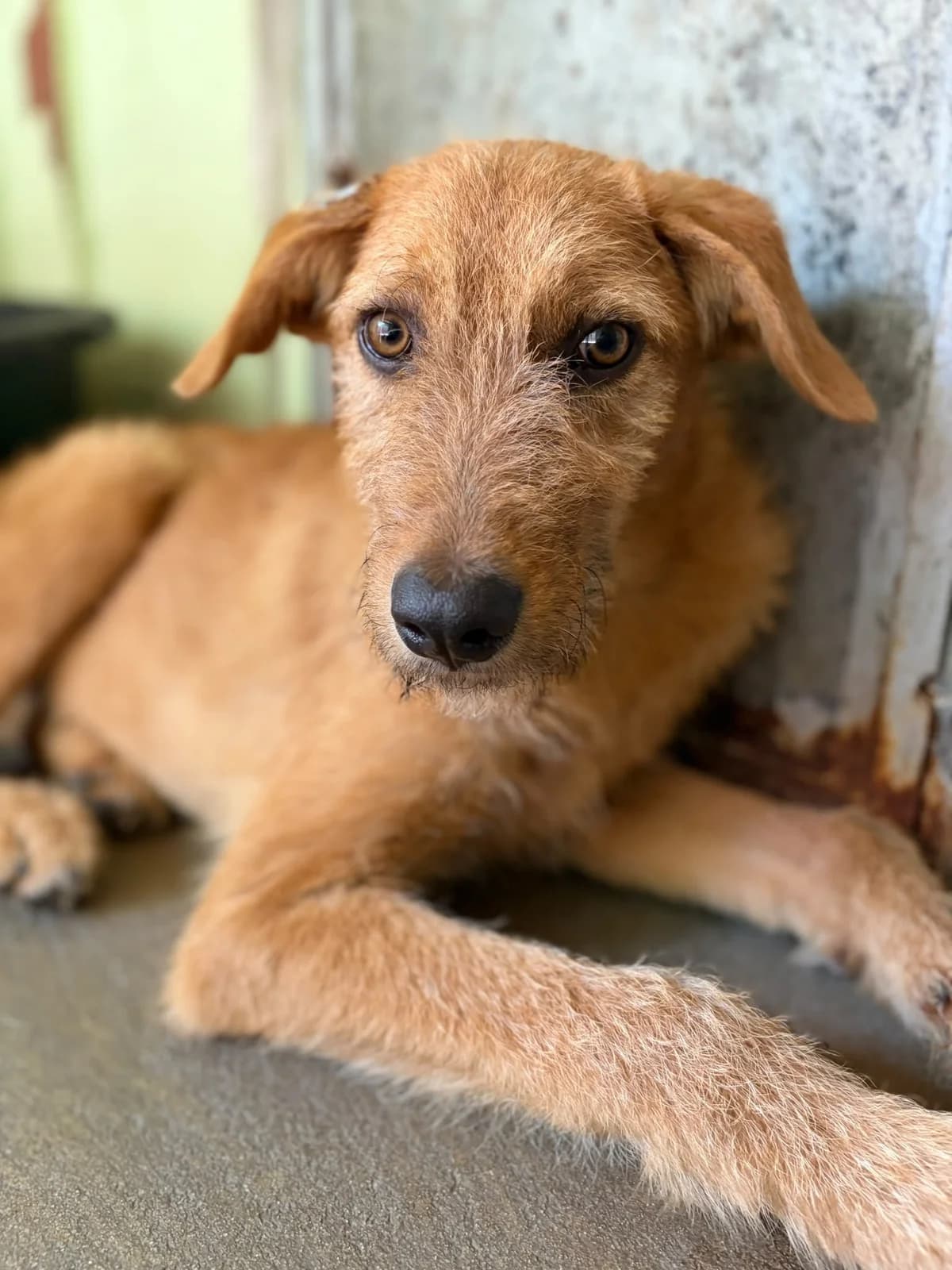 Harry, male young Mixed Breed for adoption at DOC Oldenzaal