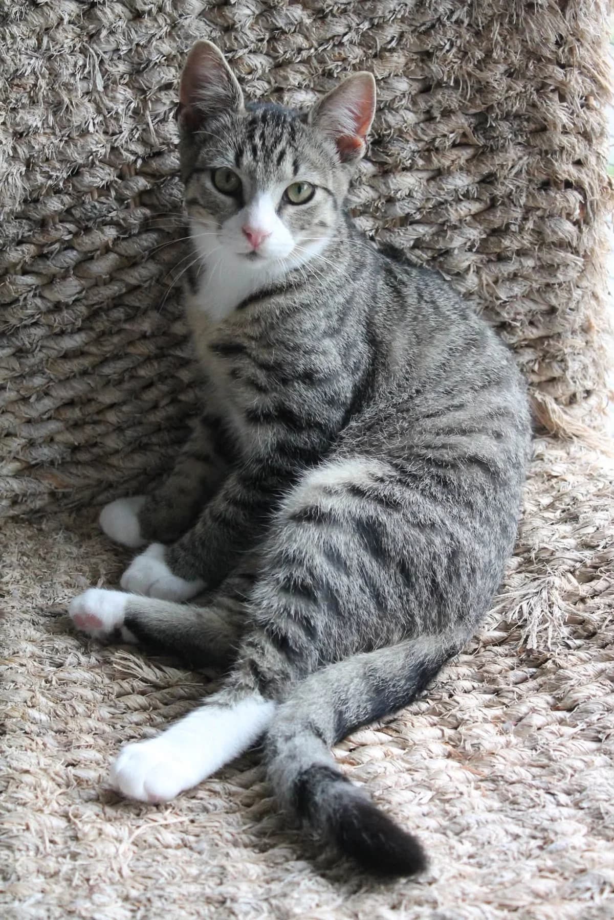 Henk, male Mixed Breed for adoption at DOC Oldenzaal
