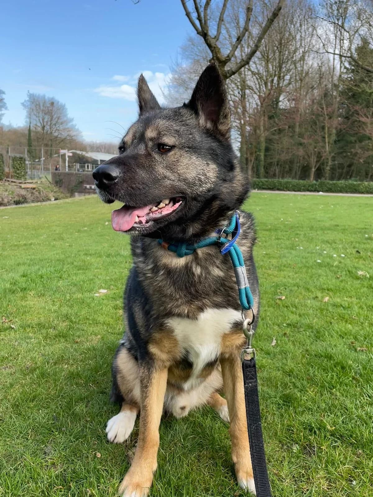 Ivar, senior Mixed Breed for adoption at DOC Oldenzaal