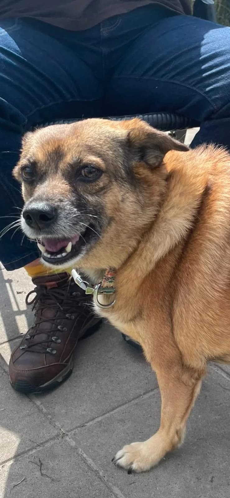 Laika, senior Mixed Breed for adoption at DOC Oldenzaal