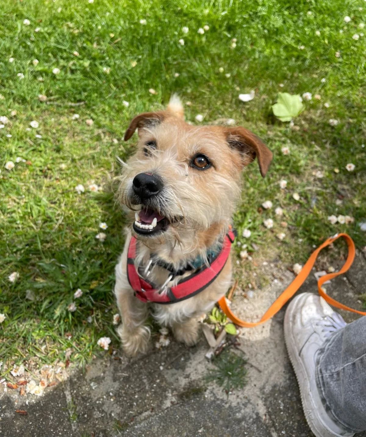 Max, male 4yo Mixed Breed for adoption at DOC Oldenzaal
