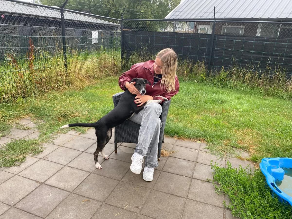Raja, female puppy Mixed Breed for adoption at DOC Oldenzaal