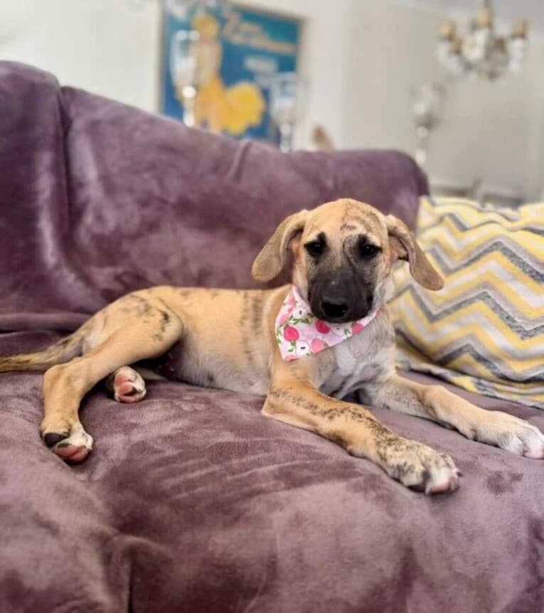 Shiva, female puppy Mixed Breed for adoption at DOC Oldenzaal