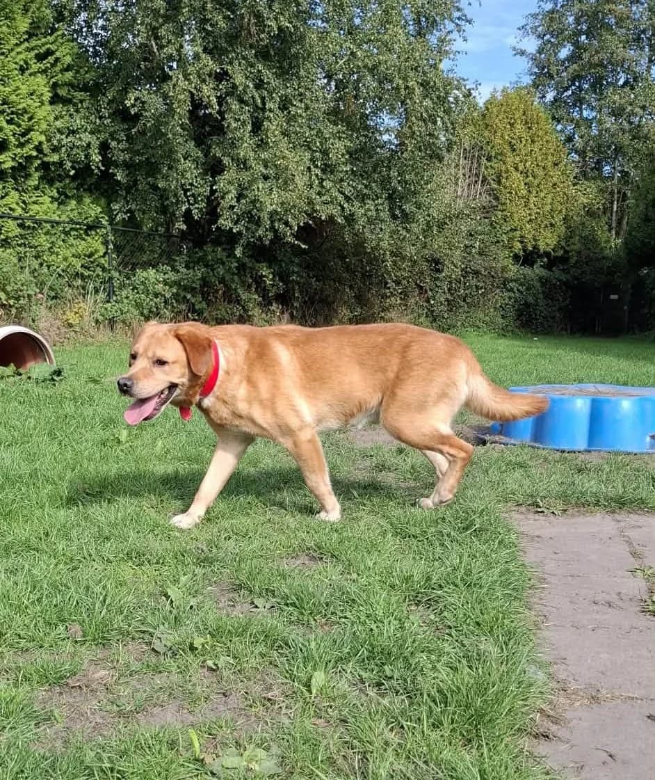 Stef,  7yo Mixed Breed for adoption at DOC Oldenzaal