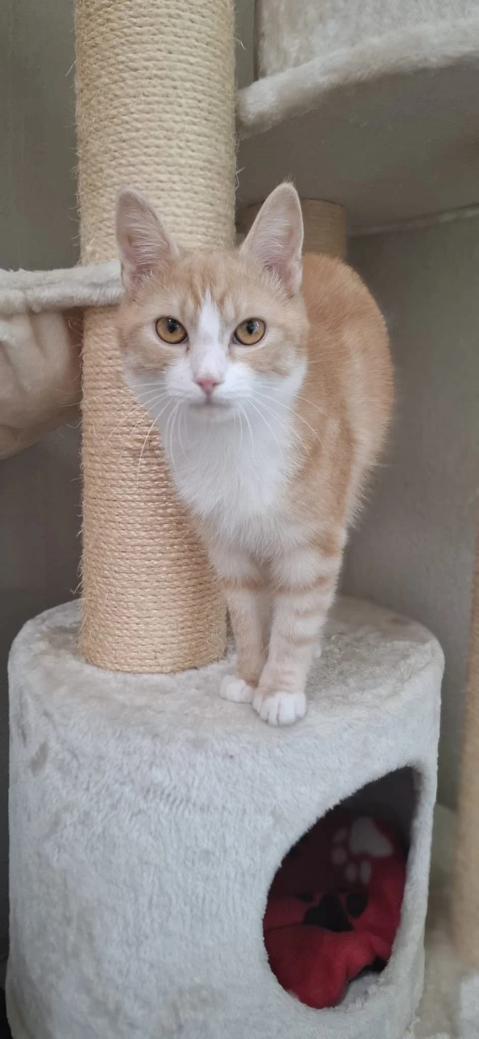 Tessel,  young Mixed Breed for adoption at DOC Oldenzaal