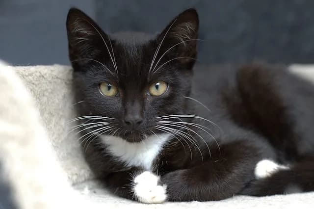 Tony, male senior Mixed Breed for adoption at Flappus