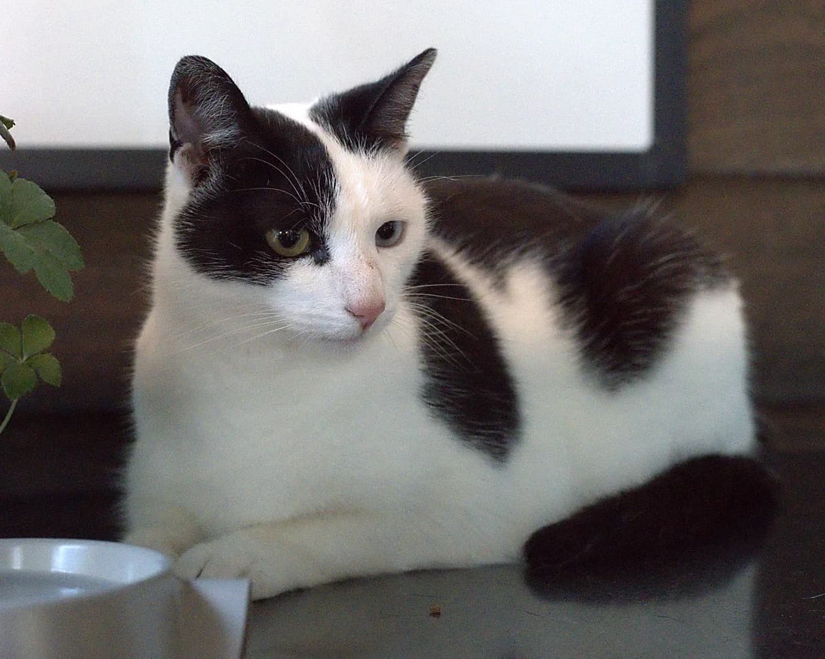 Dave, male Mixed Breed for adoption at Flappus