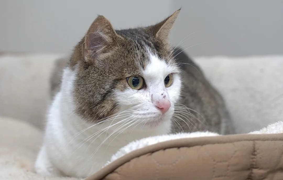 Theo, male Mixed Breed for adoption at Flappus