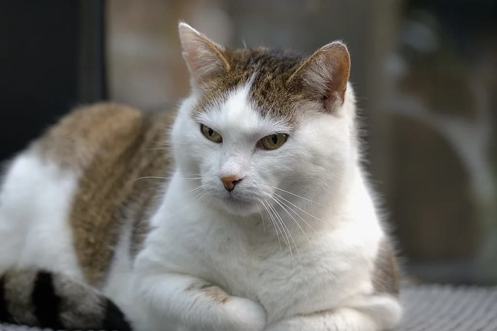 Pip-senior, male senior Mixed Breed for adoption at Flappus