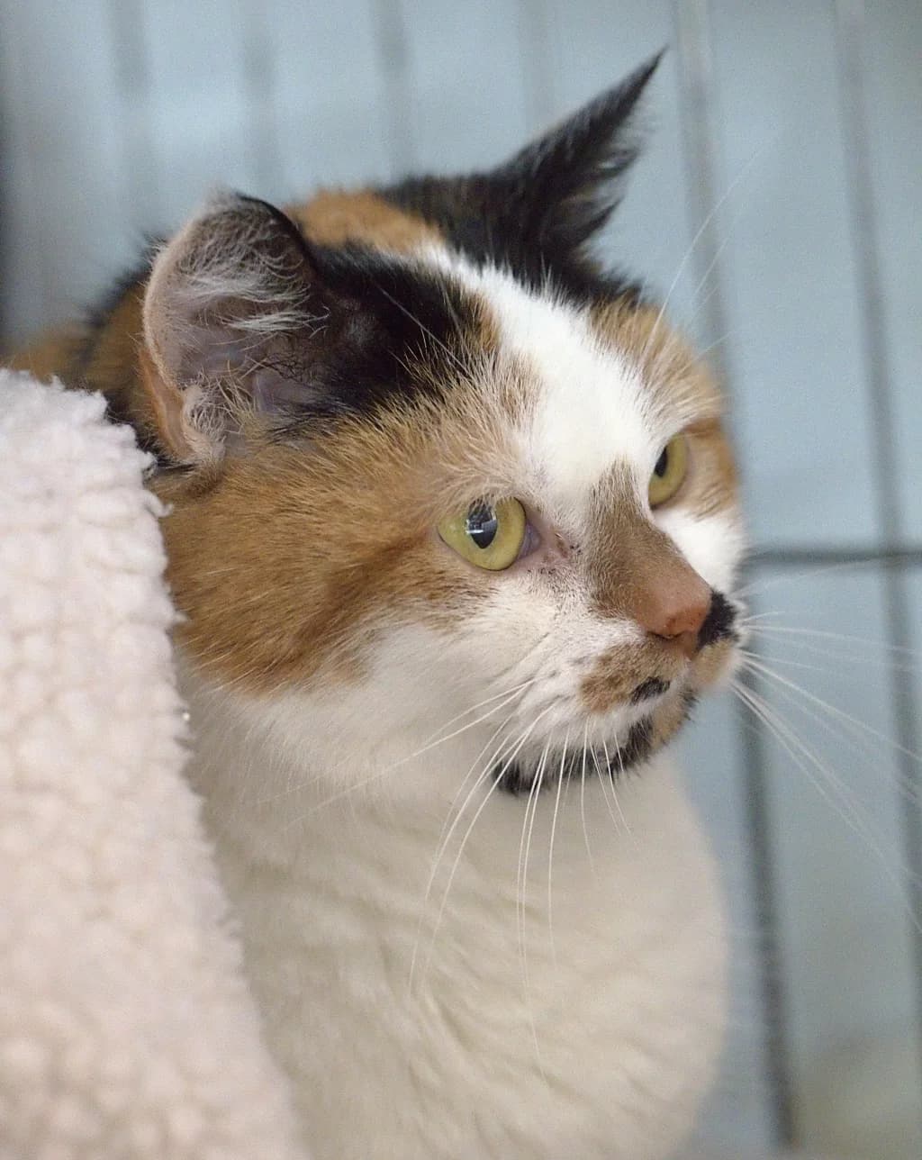 Lapje,  senior Mixed Breed for adoption at Flappus