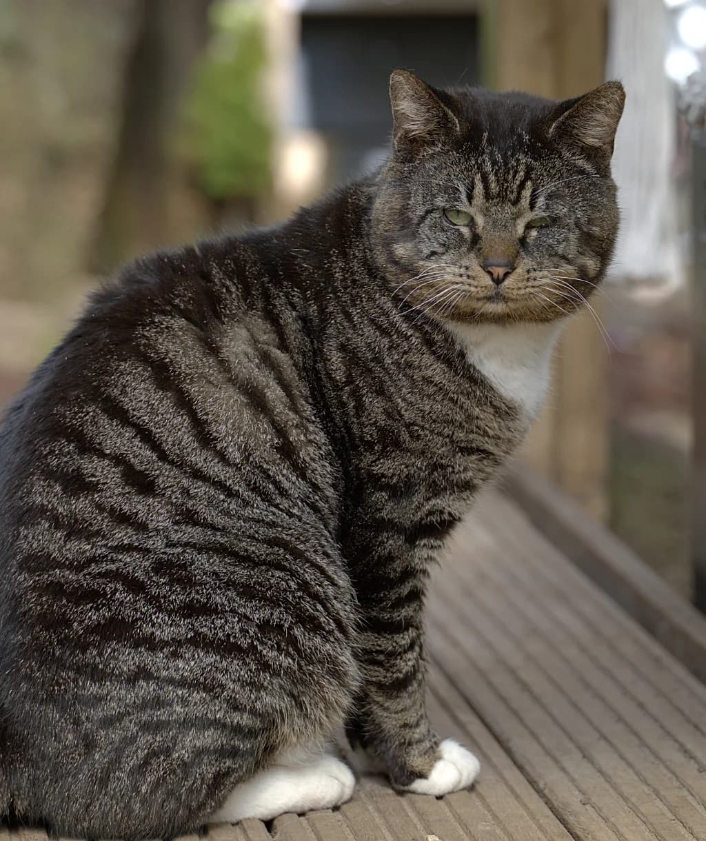 Tom, male 5yo Mixed Breed for adoption at Flappus