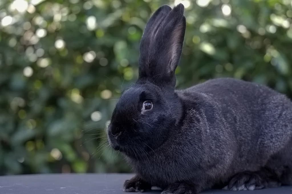 Bounty-17673, male Mixed Breed for adoption at Flappus
