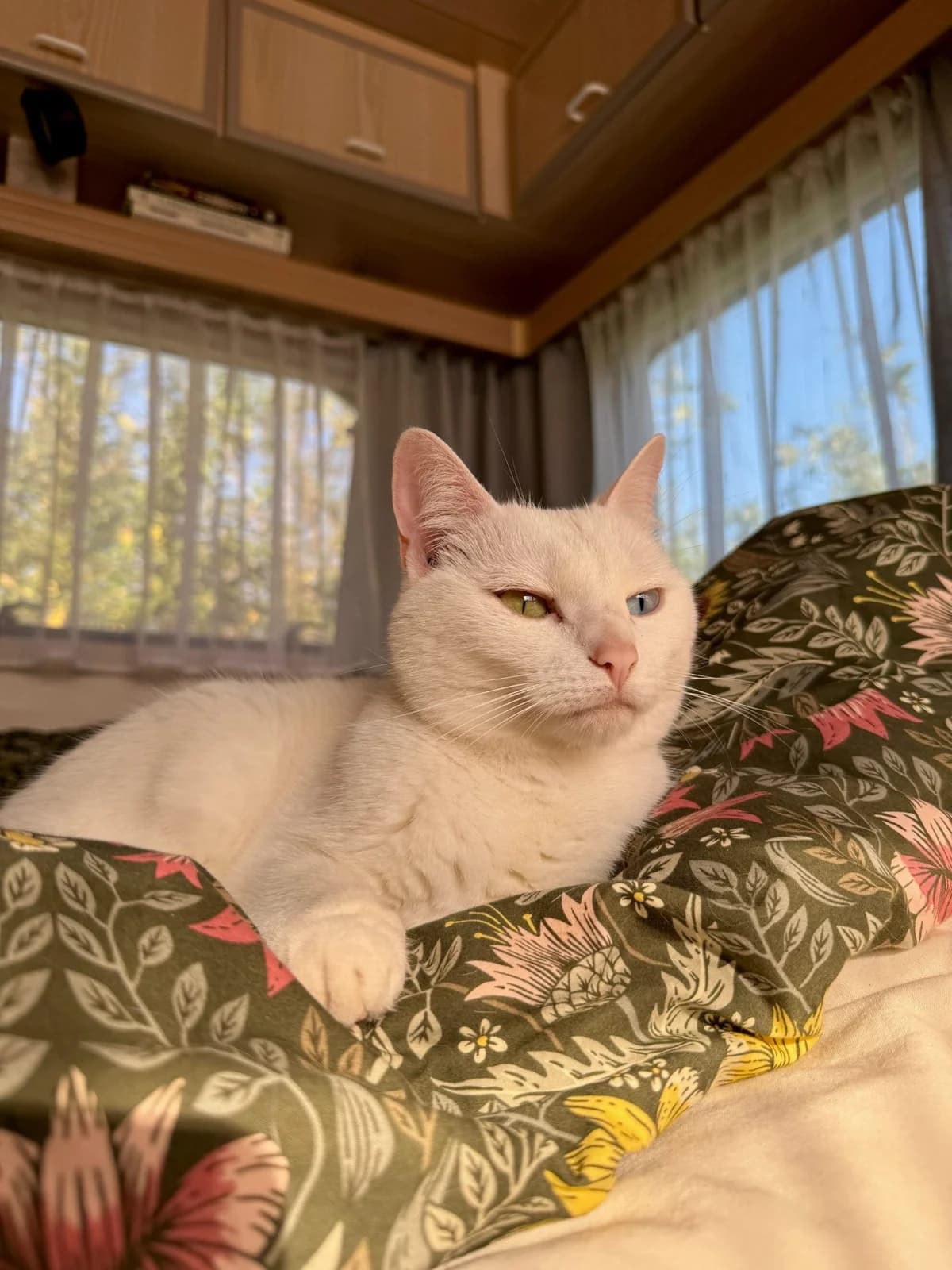 Pivo, female 5yo Mixed Breed for adoption at Flappus