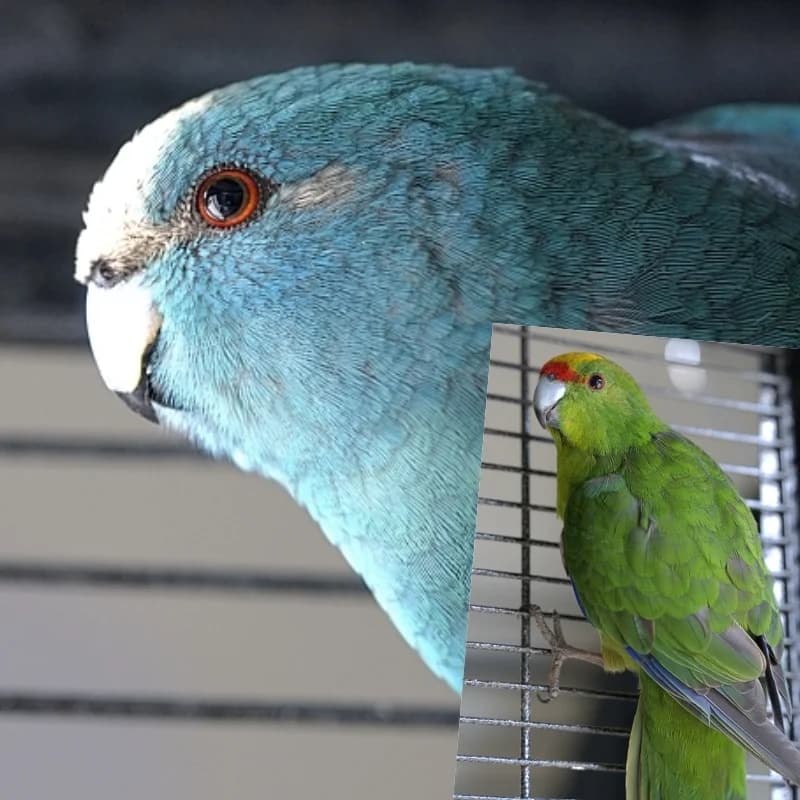 Munchi & Fladder,  senior Mixed Breed for adoption at Flappus