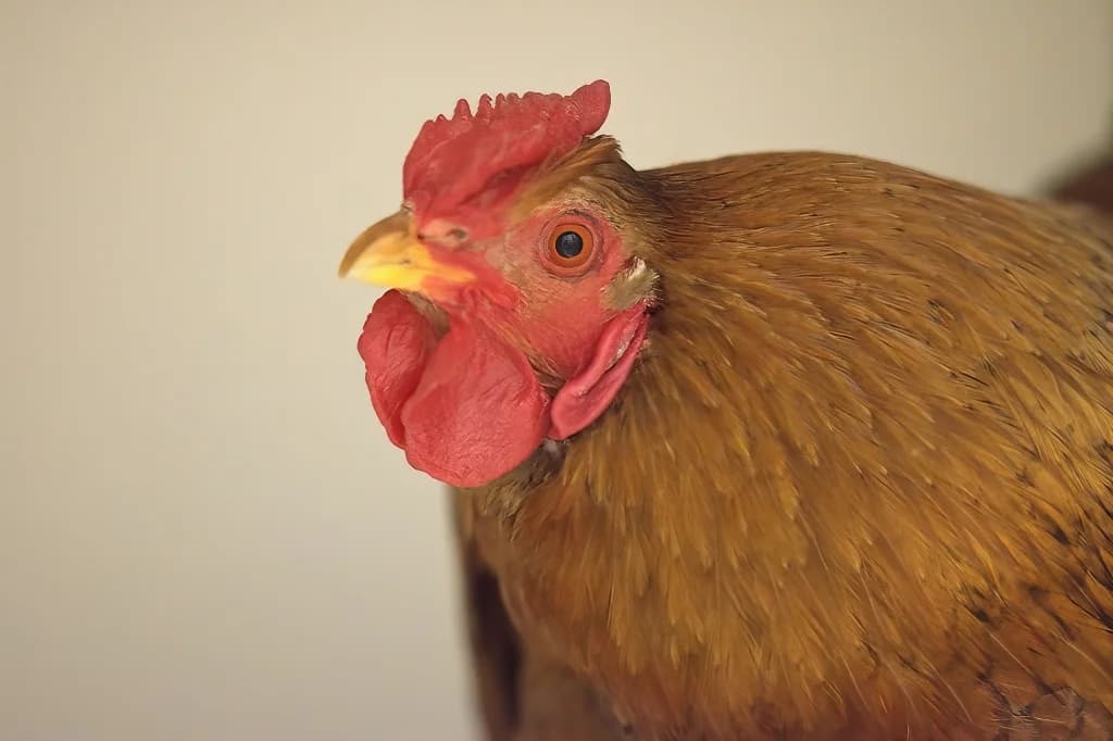 Klaas, Mixed Breed (Flappus)