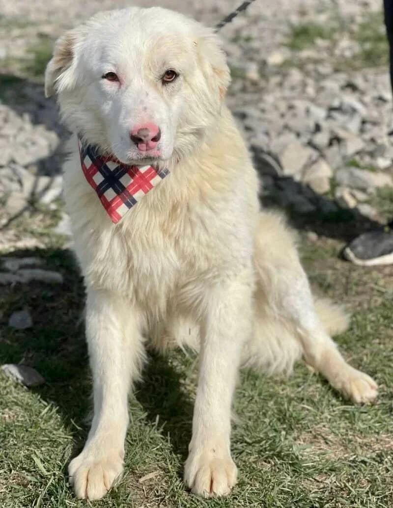 RUDY ( Middelmaat), Mixed Breed (Stichting Friends4Straydogs)