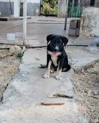 Artis, male puppy Mixed Breed for adoption at Stichting FTS - Paws of Greece, NL-wide